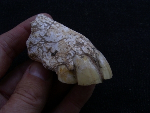 Horse jaw with six teeth - miocene age