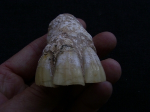 Horse jaw with six teeth - miocene age