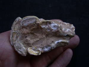 Pferdekiefer mit sechs Zähnen aus dem Miozän