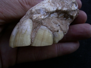 Pferdekiefer mit sechs Zähnen aus dem Miozän