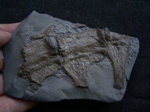 Steneosaurus Wirbel aus dem unteren Jura