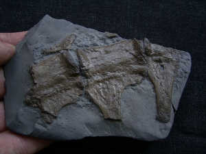 Steneosaur vertebrae, lower jurassic age