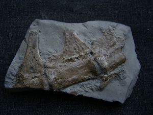 Steneosaurus Wirbel aus dem unteren Jura