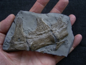 Steneosaur vertebrae, lower jurassic age