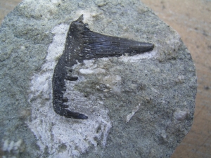 Lower carboniferous shark tooth