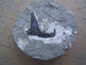Lower carboniferous shark tooth