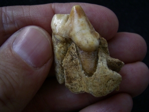 Wolf - skull fragment with tooth