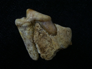 Wolf - skull fragment with tooth