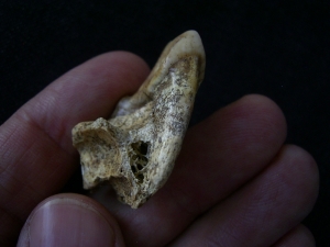 Wolf - skull fragment with tooth