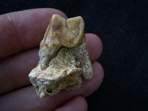 Wolf Schädelstück mit Zahn