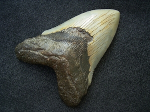 Megalodon Zahn aus dem Miozän