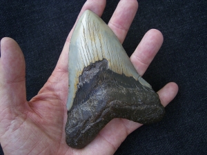 Megalodon Zahn aus dem Miozän