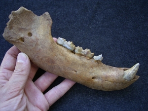 Cave bear jaw with interesting bite marks