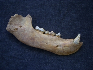 Cave bear jaw with interesting bite marks