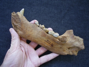 Höhlenbär Kiefer juvenil mit Biss-Spuren