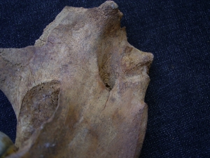 Cave bear jaw with interesting bite marks