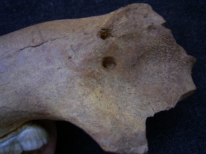 Höhlenbär Kiefer juvenil mit Biss-Spuren