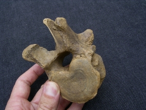 Cave bear vertebrae