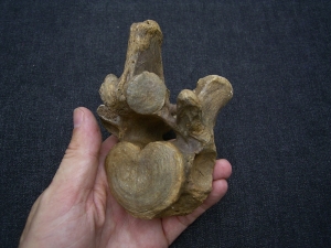 Cave bear vertebrae
