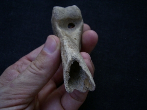 Wolf bones and jaw