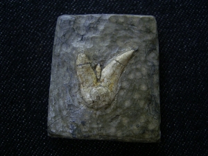 Shark tooth Orthacanthus