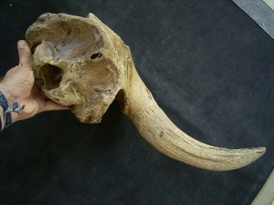 Bison Schädel Hinterhaupt mit Horn