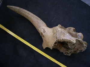 Bison partial skull with horn