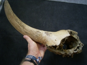 Bison partial skull with horn