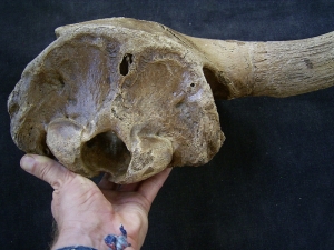 Bison partial skull with horn