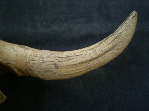 Bison partial skull with horn