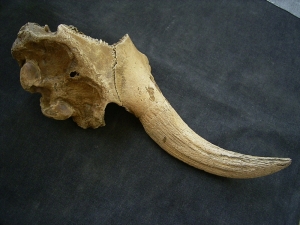 Bison partial skull with horn