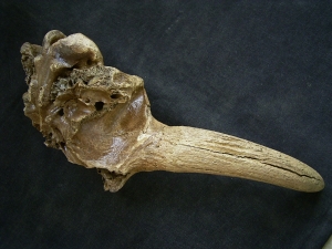 Bison partial skull with horn