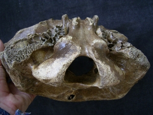 Bison partial skull with horn