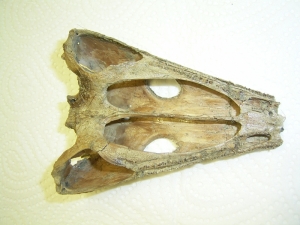 Theosuchus skull