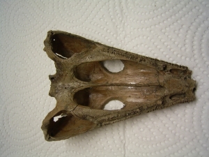 Theosuchus skull