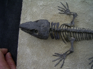 Captorhinus Skelett
