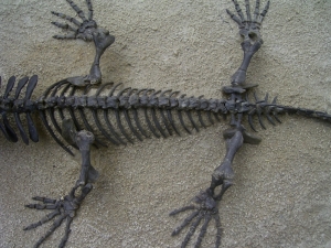 Captorhinus - skeleton of a permian reptile