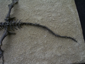 Captorhinus Skelett