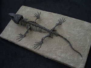 Captorhinus - skeleton of a permian reptile