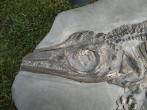 A 1 Ichthyosaurus with several embryos inside