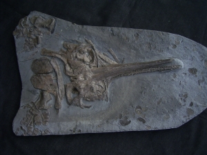 Ichthyosaurier Schädel aus Holzmaden