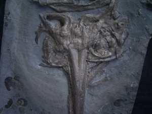 Ichthyosaur skull, lower jurassic