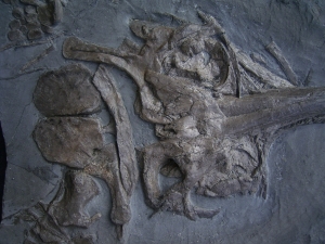 Ichthyosaurier Schädel aus Holzmaden