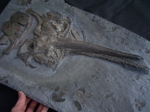 Ichthyosaur skull, lower jurassic