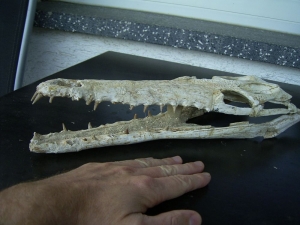 Crocodile skull cretaceous age
