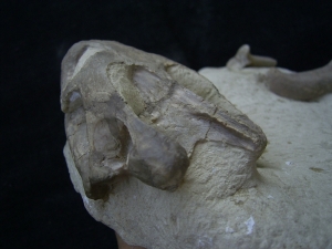 Turtle skull, oligocene age