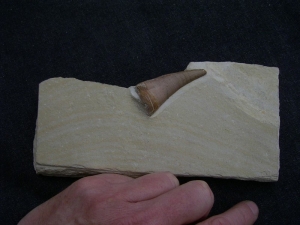 Dakosaurus Zahn aus dem Plattenkalk