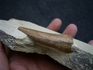 Dakosaurus Zahn aus dem Plattenkalk