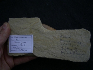 Dakosaur tooth - huge one - from Solnhofen limestone