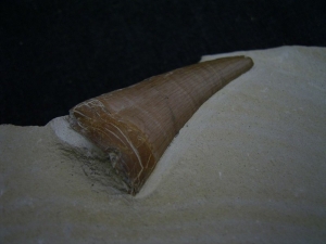 Dakosaur tooth - huge one - from Solnhofen limestone